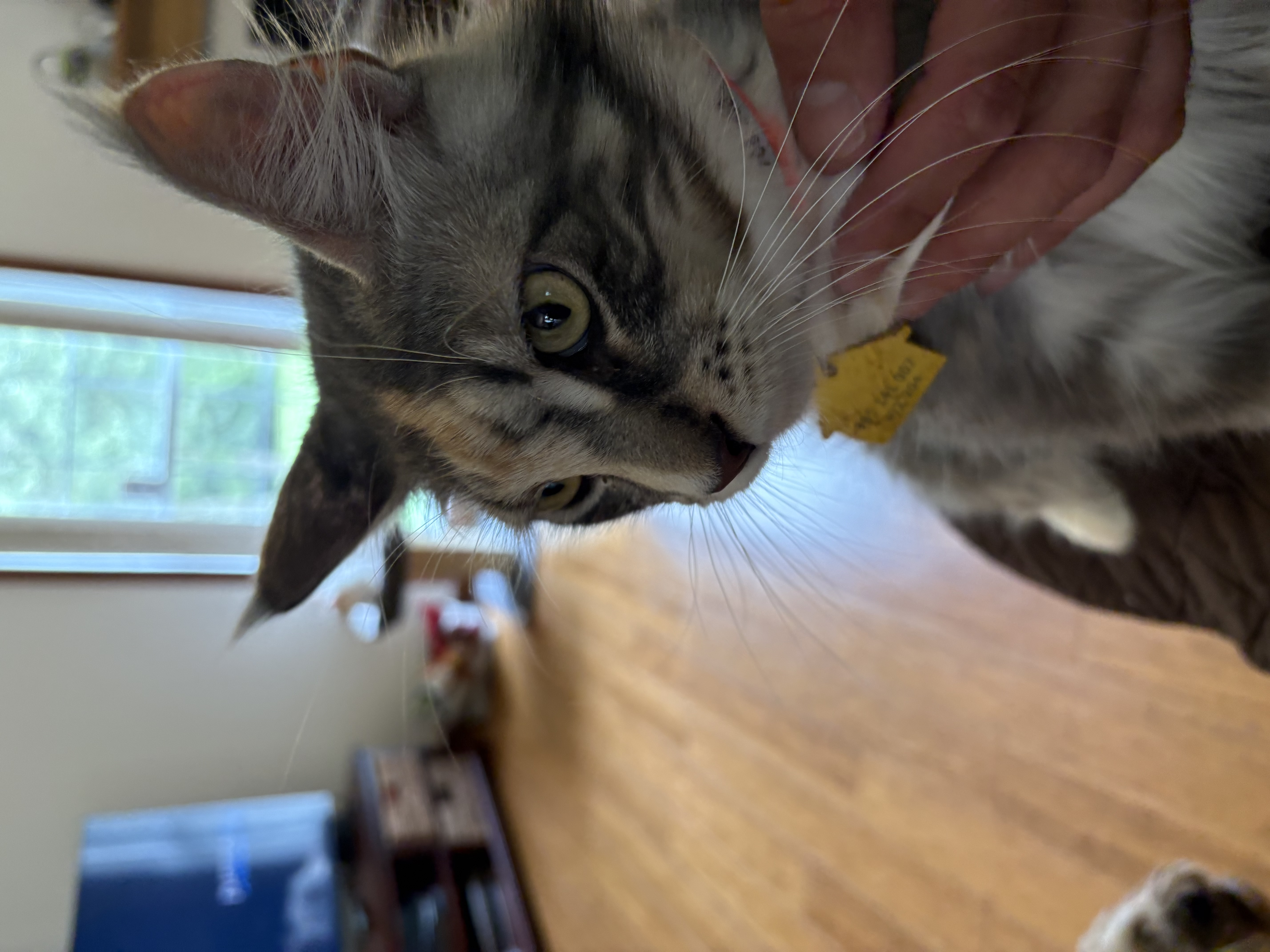 Delight - VA Coon Cat