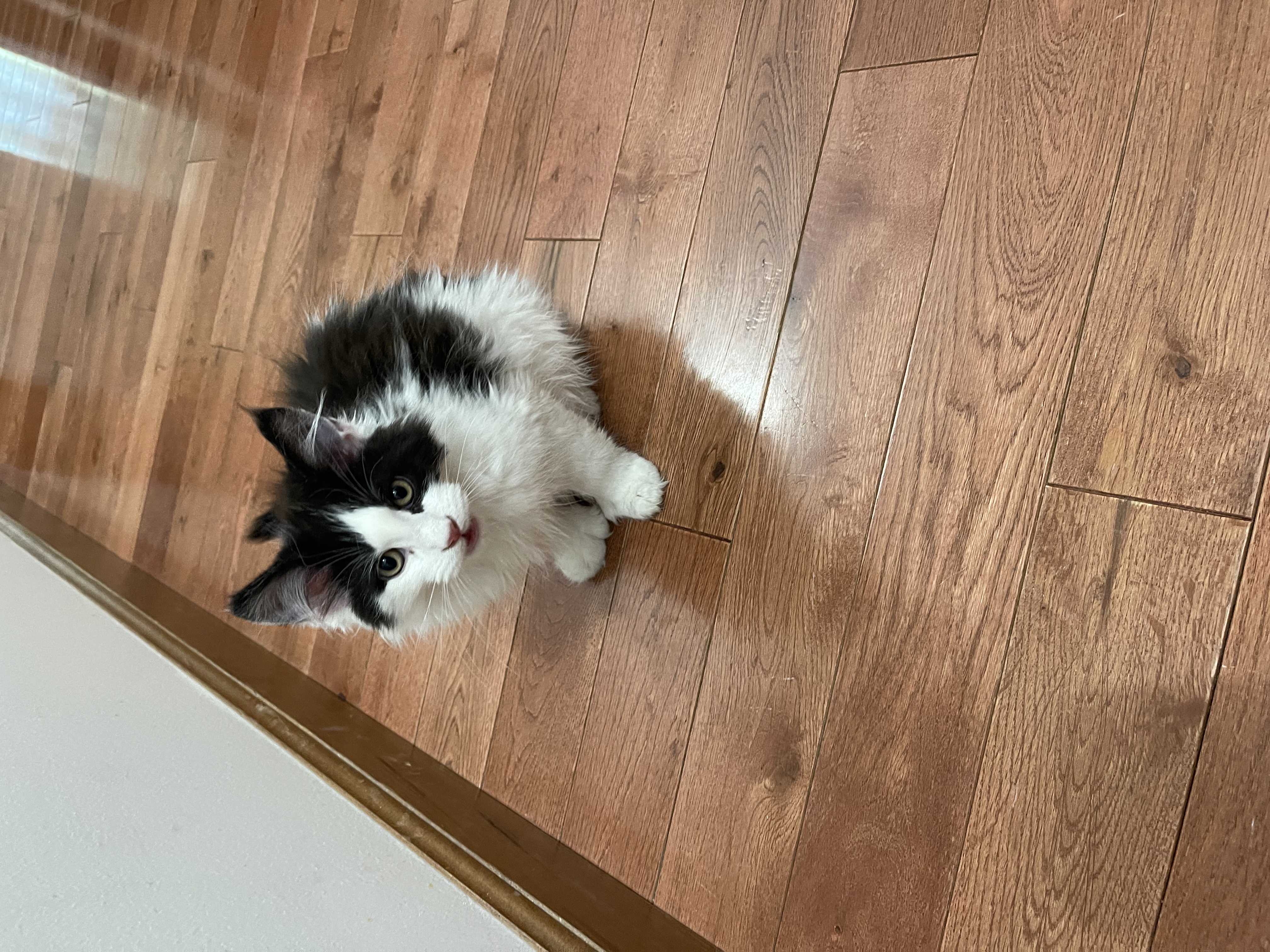 Joy - VA Coon Cat