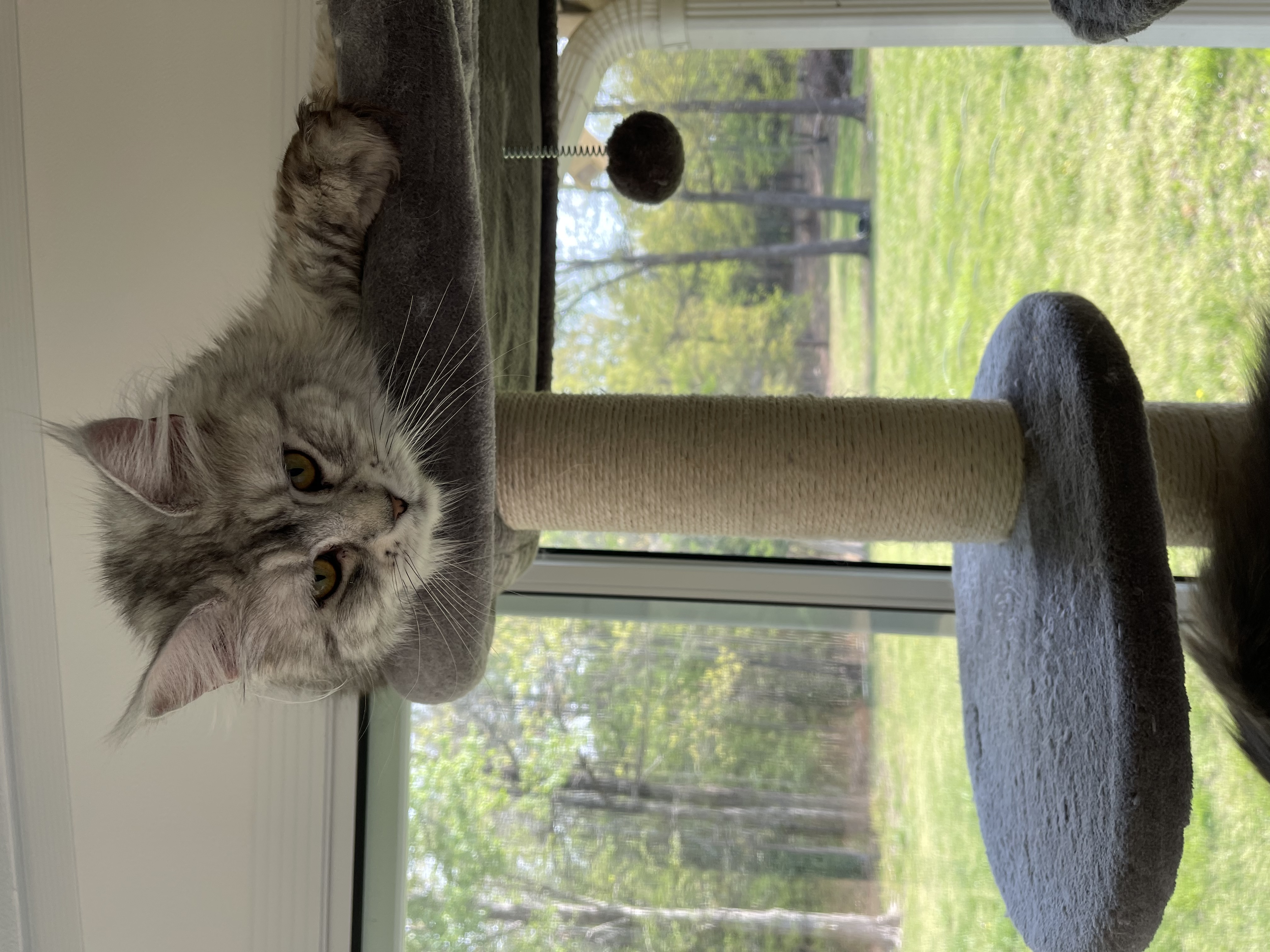 Banner - VA Coon Cat