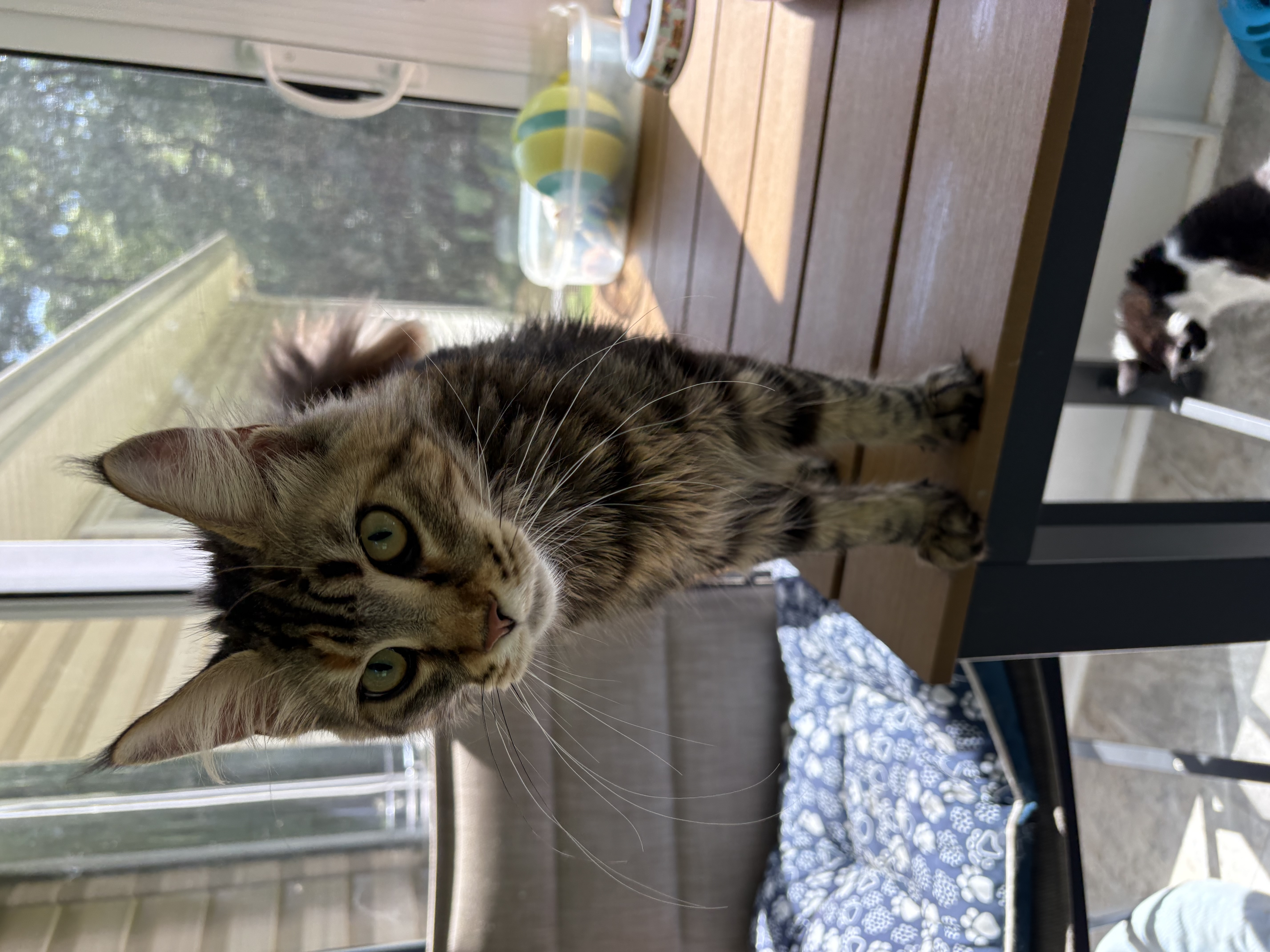 Ms.Marbles - VA Coon Cat
